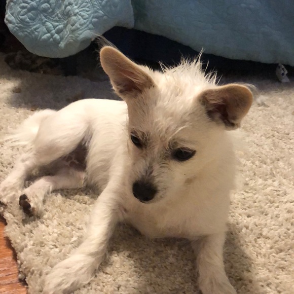 Meet your Posher, Apolinario - Picture 1 of 1